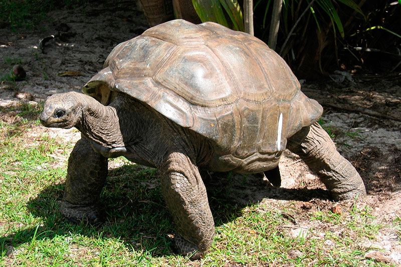 World’s oldest land animal, Jonathan the tortoise, celebrates 190th birthday.