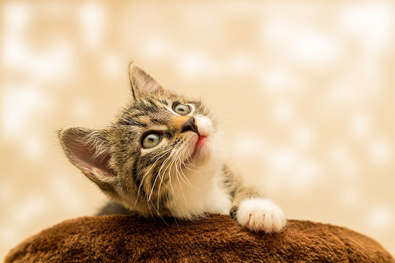 Pet Health Expo Los Angeles